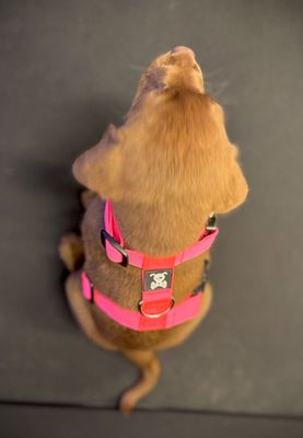 Puppypakketten