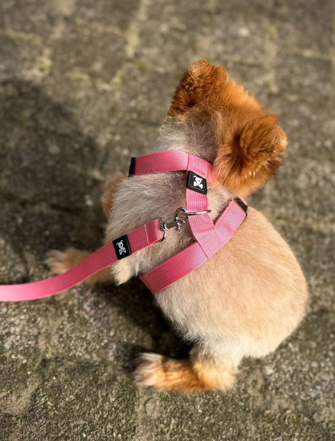 Puppypakket S Babypink