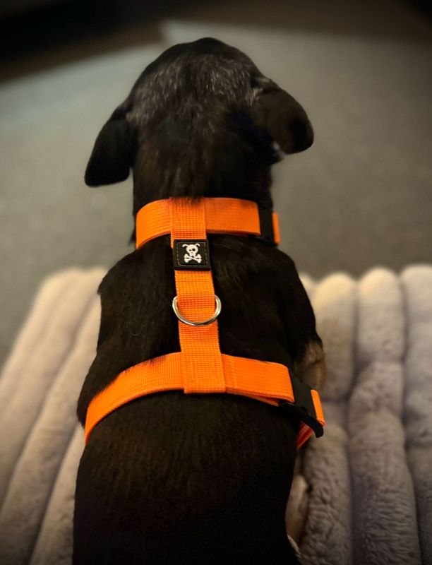 Puppypakket S Neon Orange