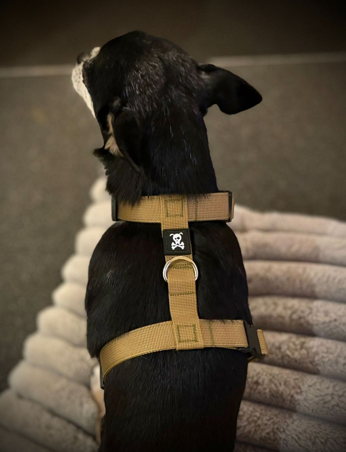 Puppypakket S Olive Gold
