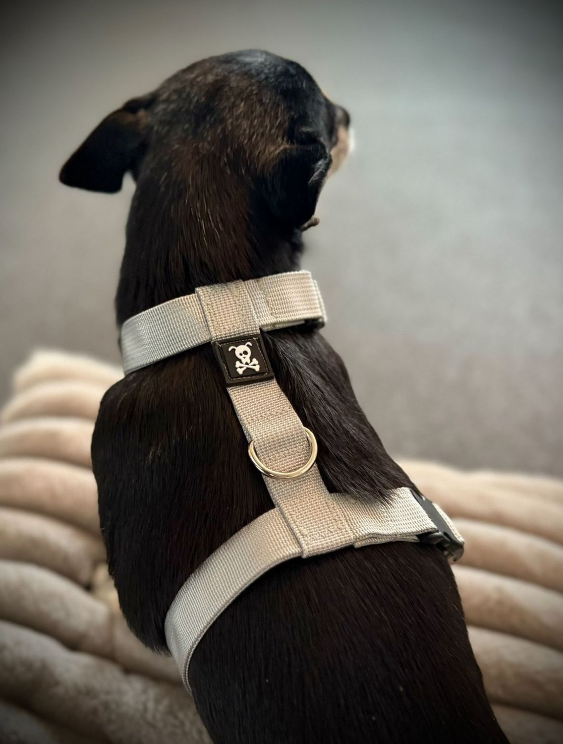 Puppypakket S Silver Star