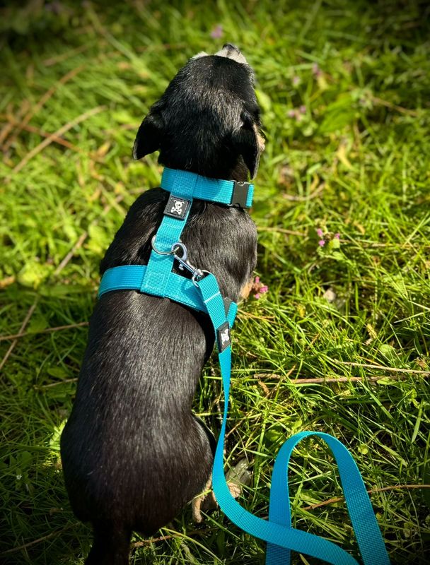Puppypakket S Ocean Blue
