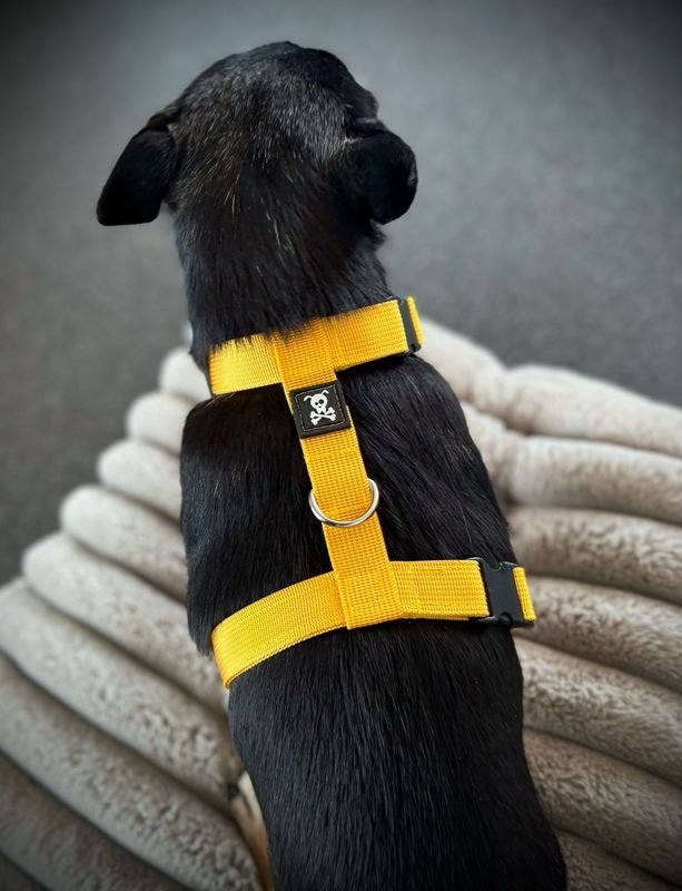 Puppypakket S Sunshine Yellow