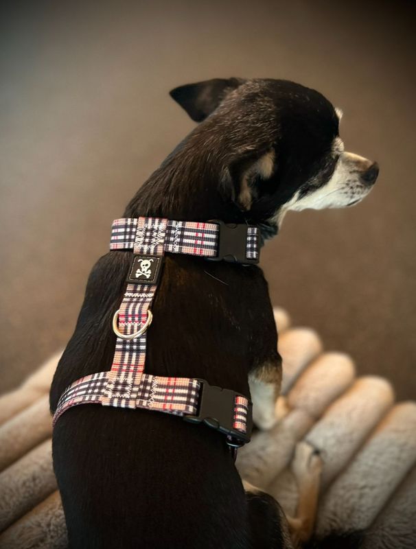 Puppypakket S Classic Carré