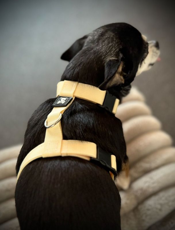 Puppypakket M Desert Sand