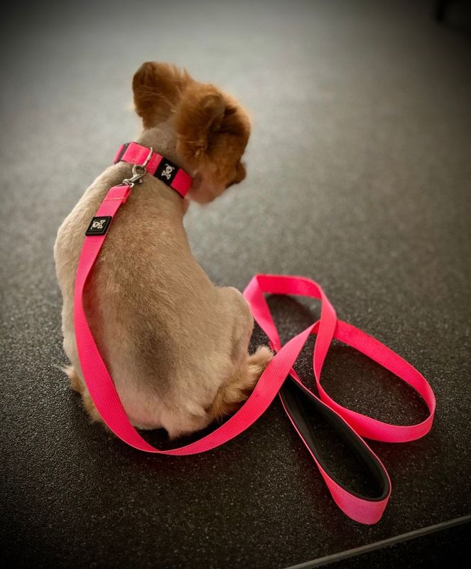 Tiny 5 meter lijn Neon Pink