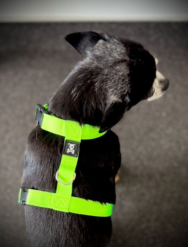H-Harnas S Neon Green