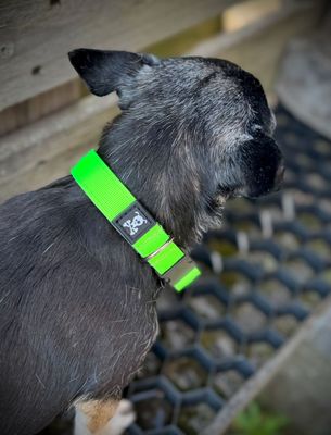 Neon Green