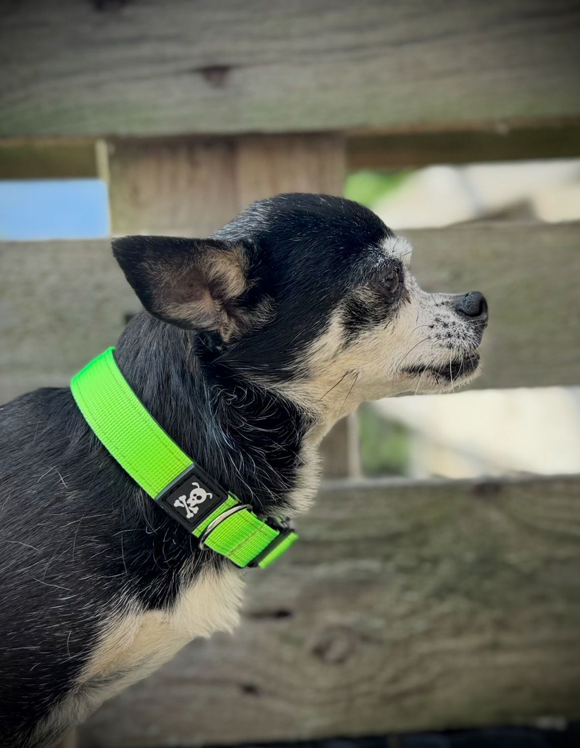 Halsband Neon Green maat S