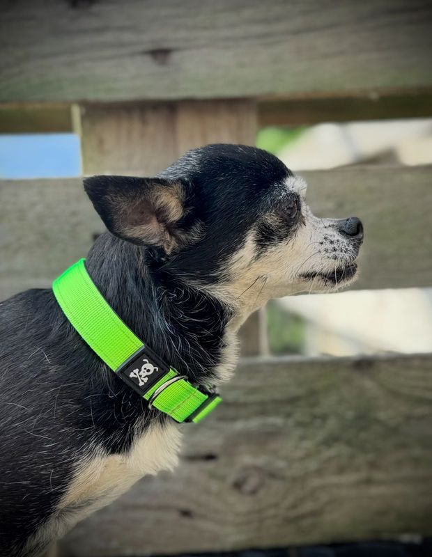 Halsband Neon Green maat S
