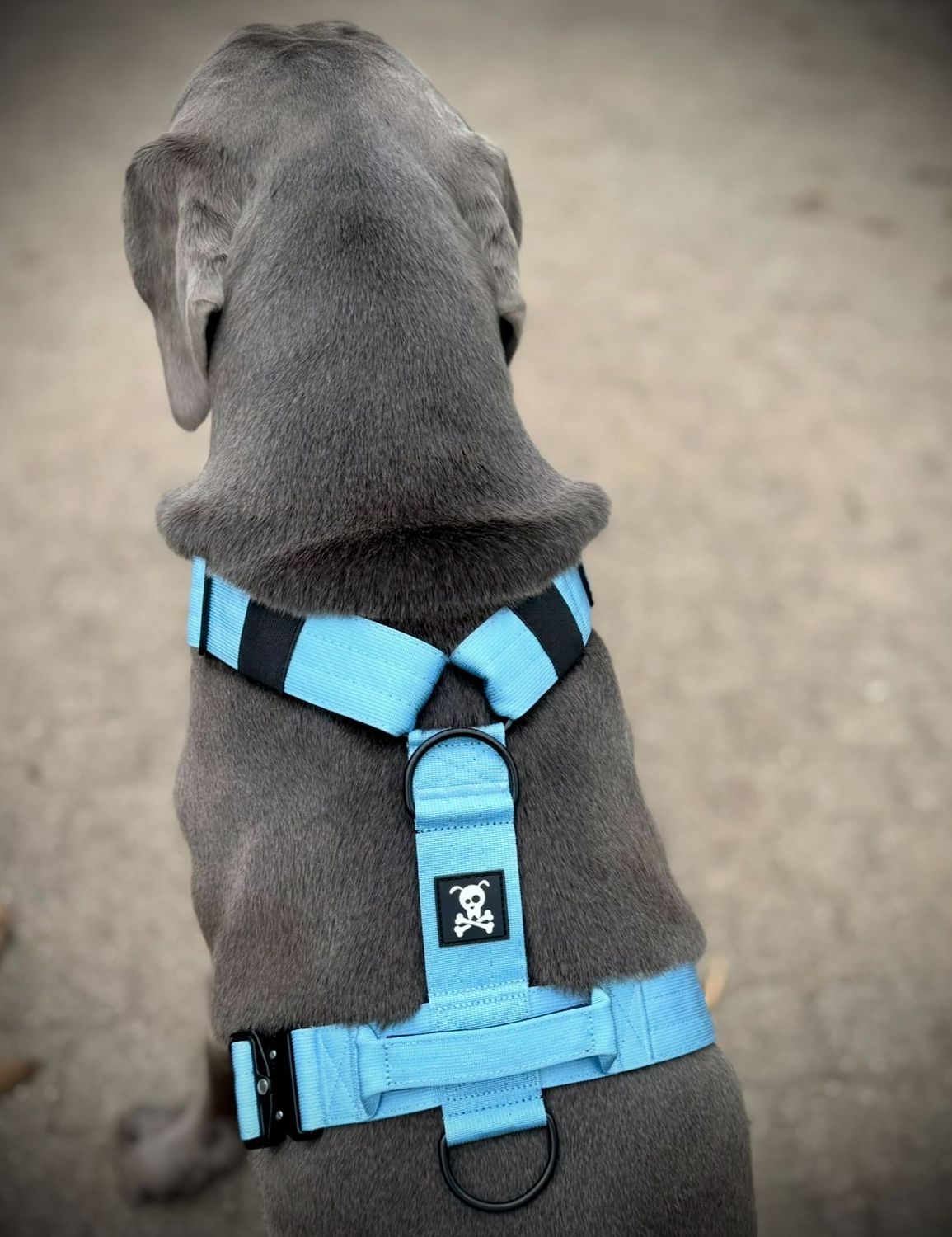 Harnas Baby Blue maat L