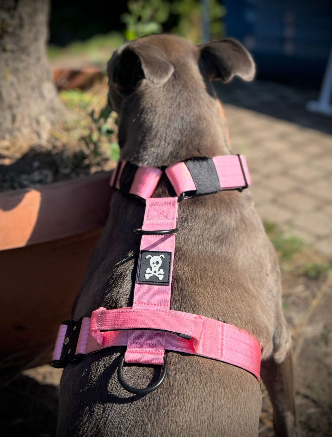 Harnas Baby Pink maat M