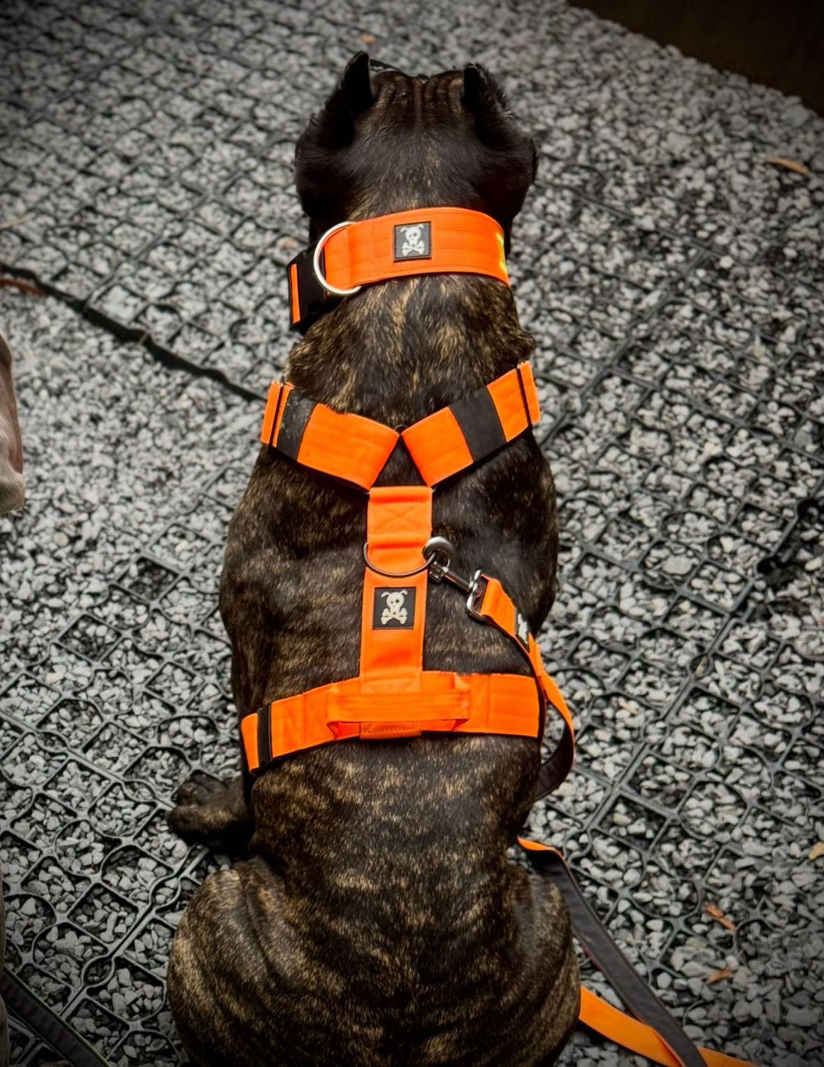 Harnas Neon Orange maat L