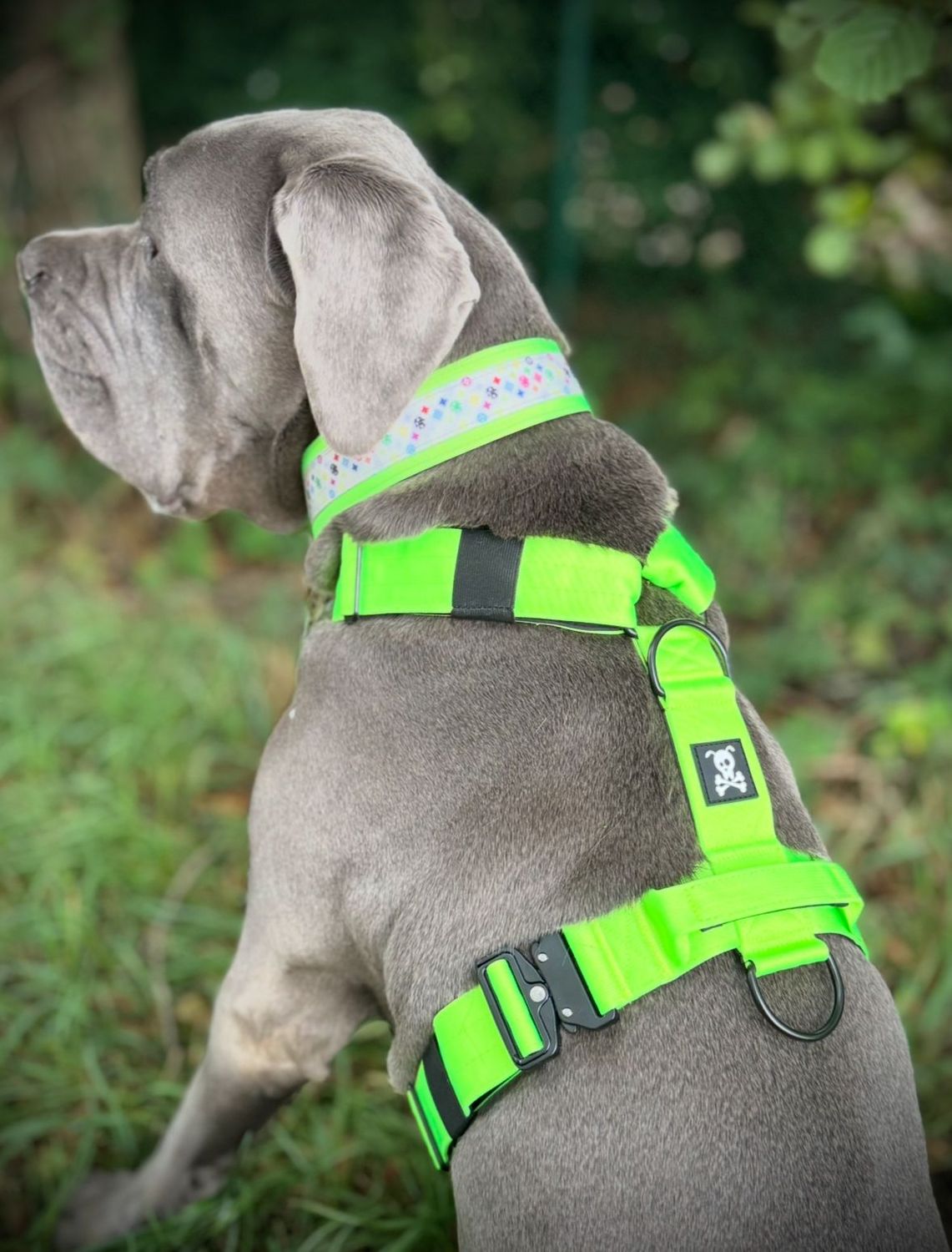 Harnas Neon Green maat XL