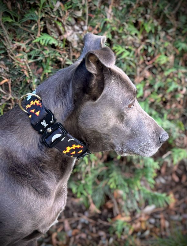 Halloween Black halsband M