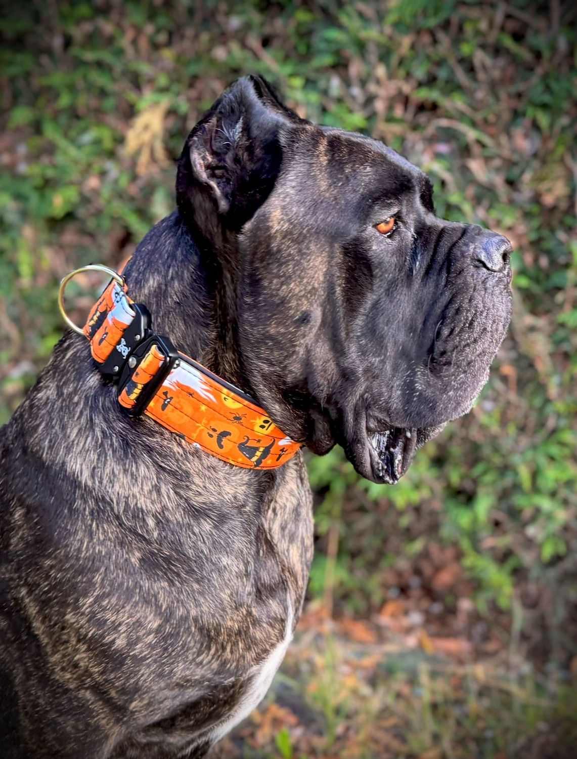 Halloween Orange halsband XL
