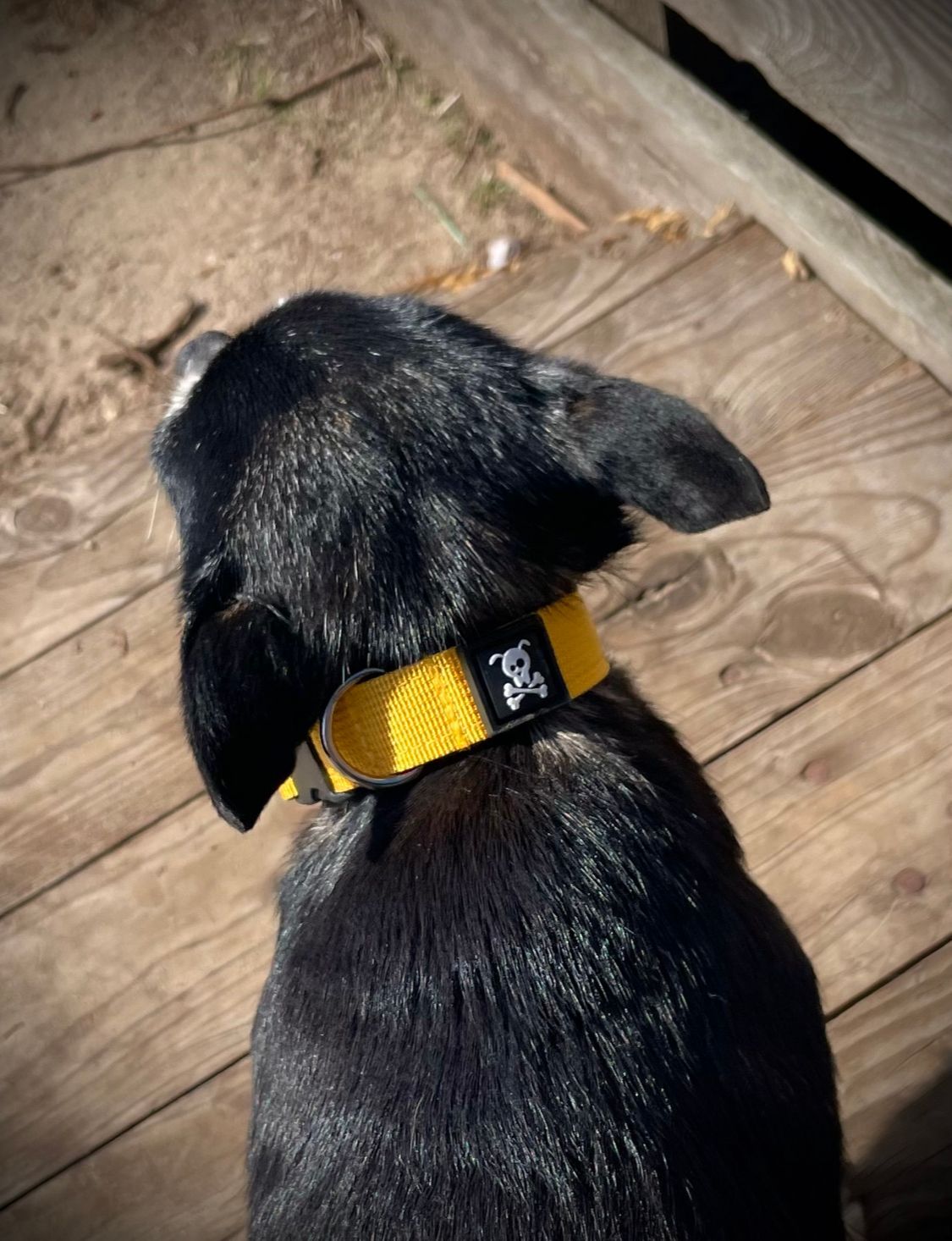 Halsband Sunshine Yellow maat XS