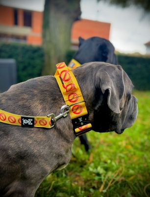 Vernieuwde Reactive Dog Collection!