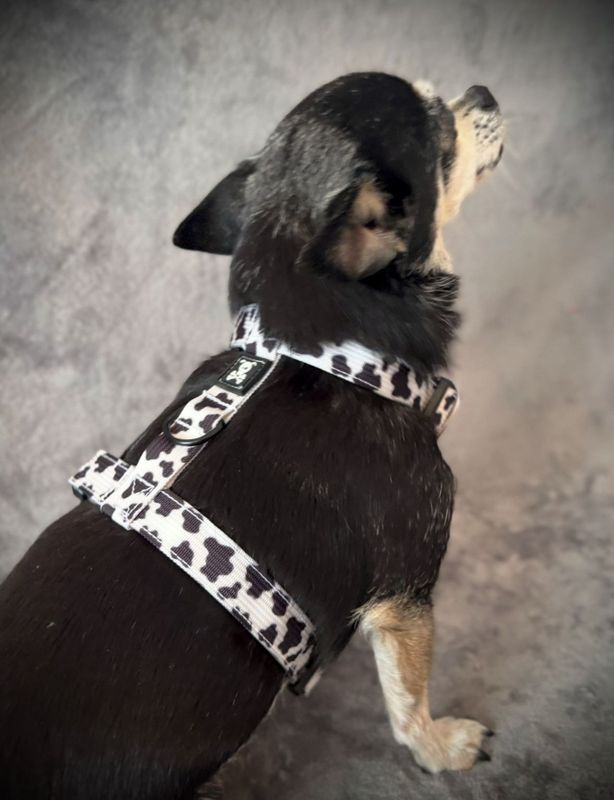 H-Harnas S Mooh Point