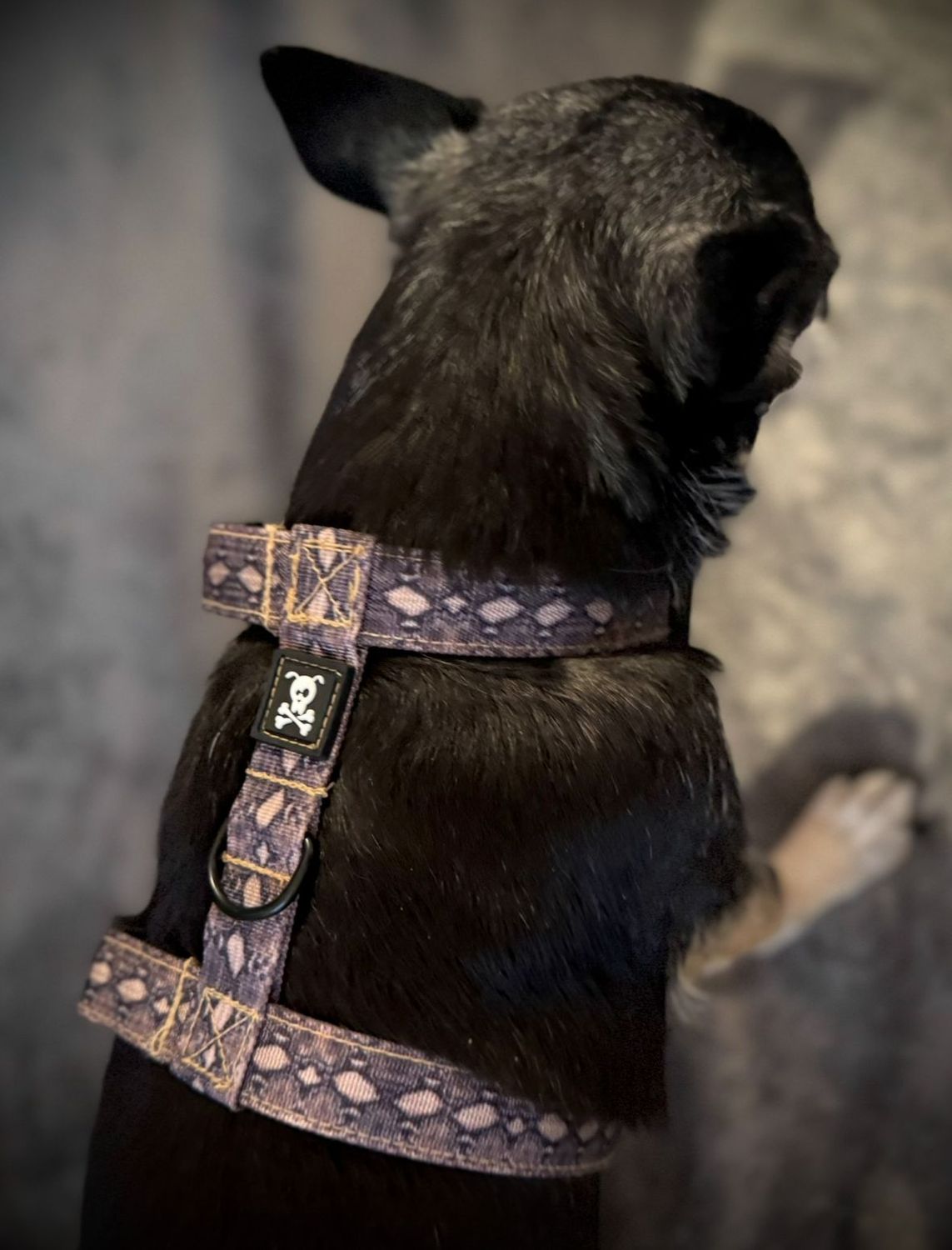 H-Harnas S Snakeskin