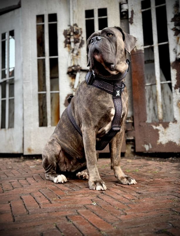 Harnas Labyrinth maat L