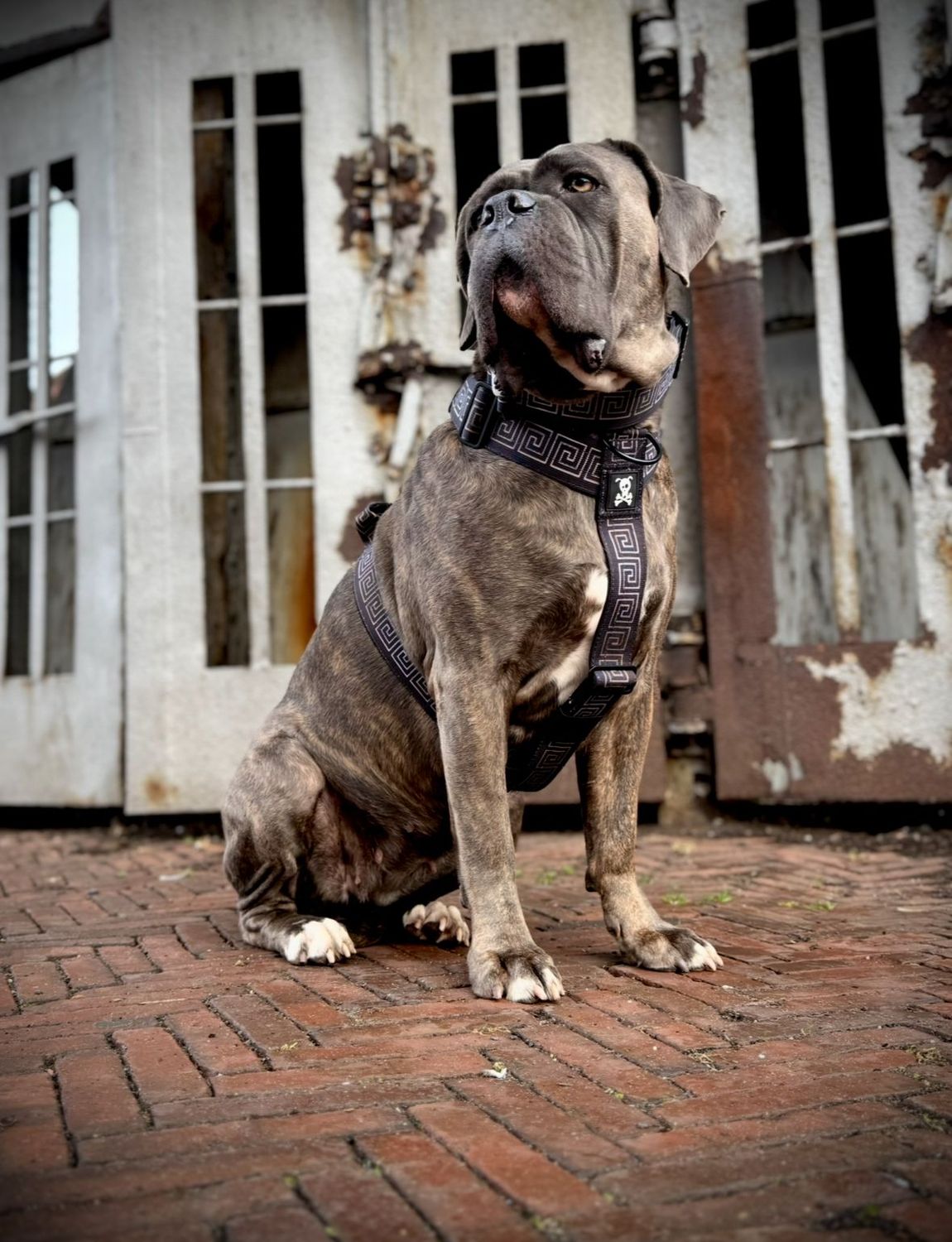 Harnas Labyrinth maat XL