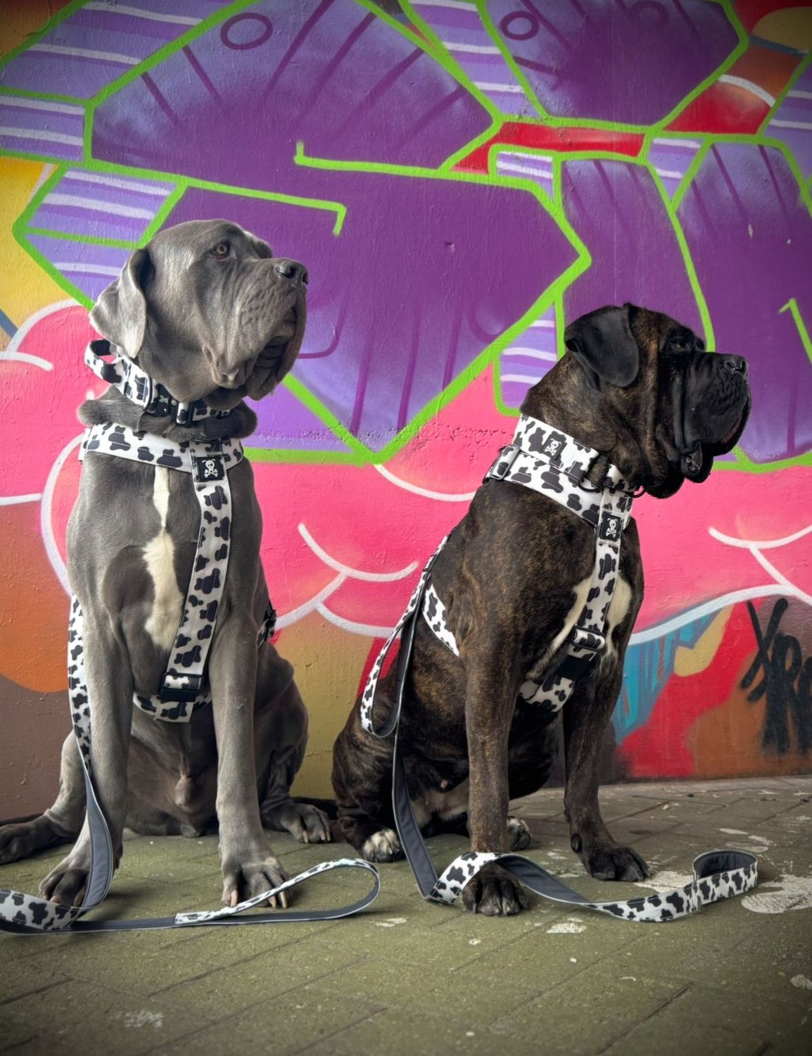 Harnas Mooh Point maat L