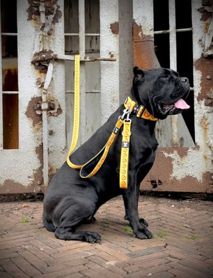 Vernieuwde Reactive Dog Collection!