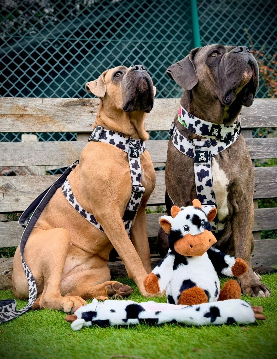 Harnas Mooh Point maat L