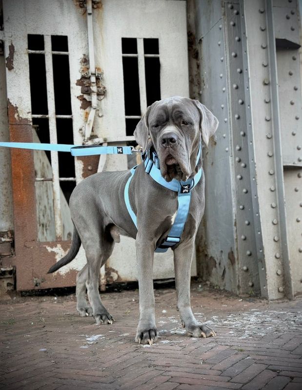 Harnas Baby Blue maat XL