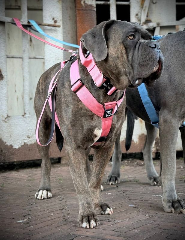 Harnas Baby Pink maat XL