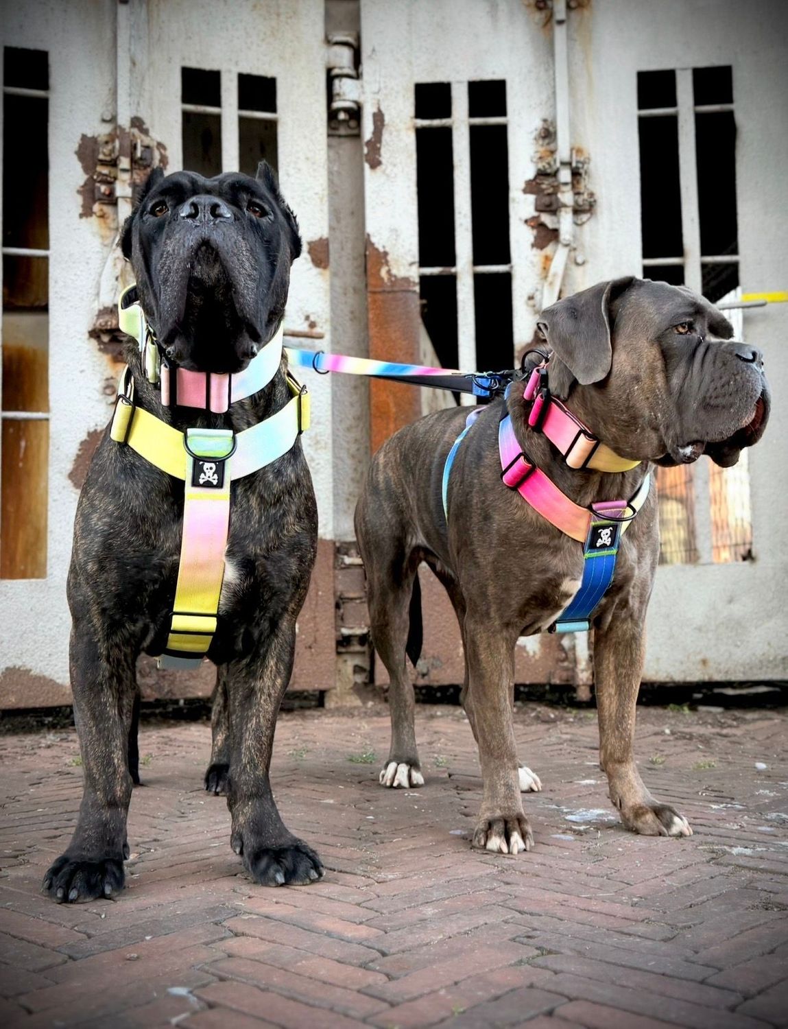 Harnas Cotton Candy maat L