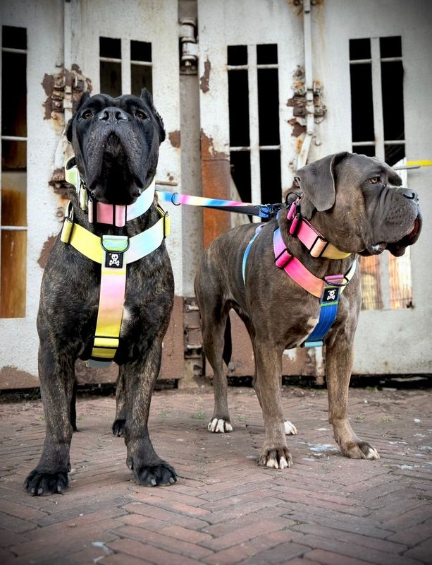 Harnas Cotton Candy maat L