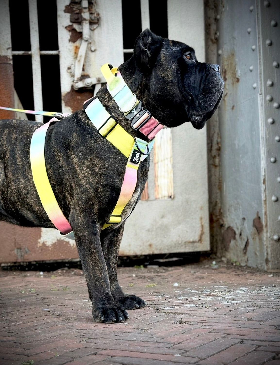 Harnas Cotton Candy maat M