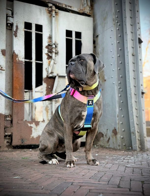 Harnas Graffiti maat L