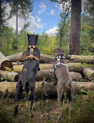 Skull Gear Heavy Duty Harnassen