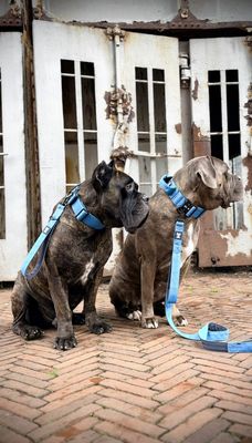 Denim Collection Limited Edition