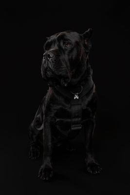 Blackout Collection