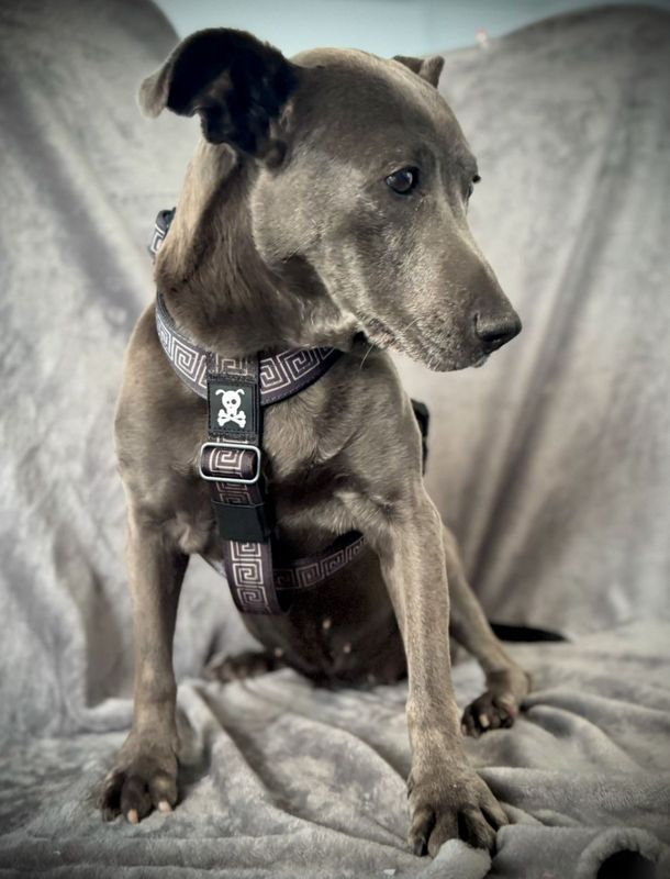 Harnas Labyrinth maat M