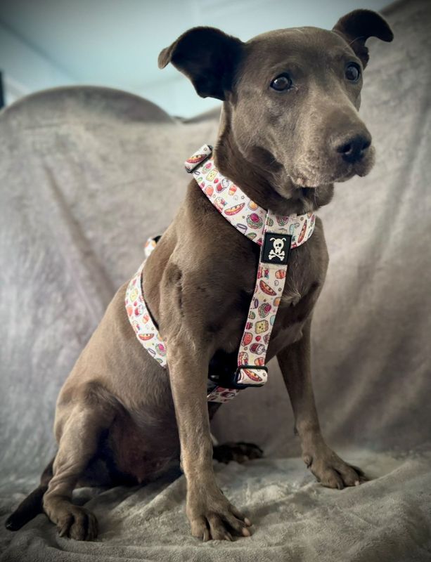 Harnas Snackmaster maat M