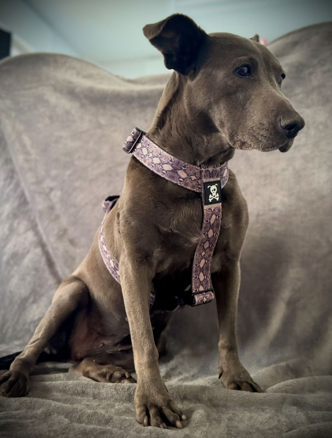 Harnas Snakeskin maat M