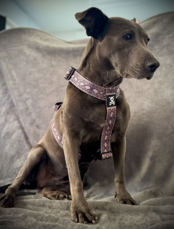 Harnas Snakeskin maat M