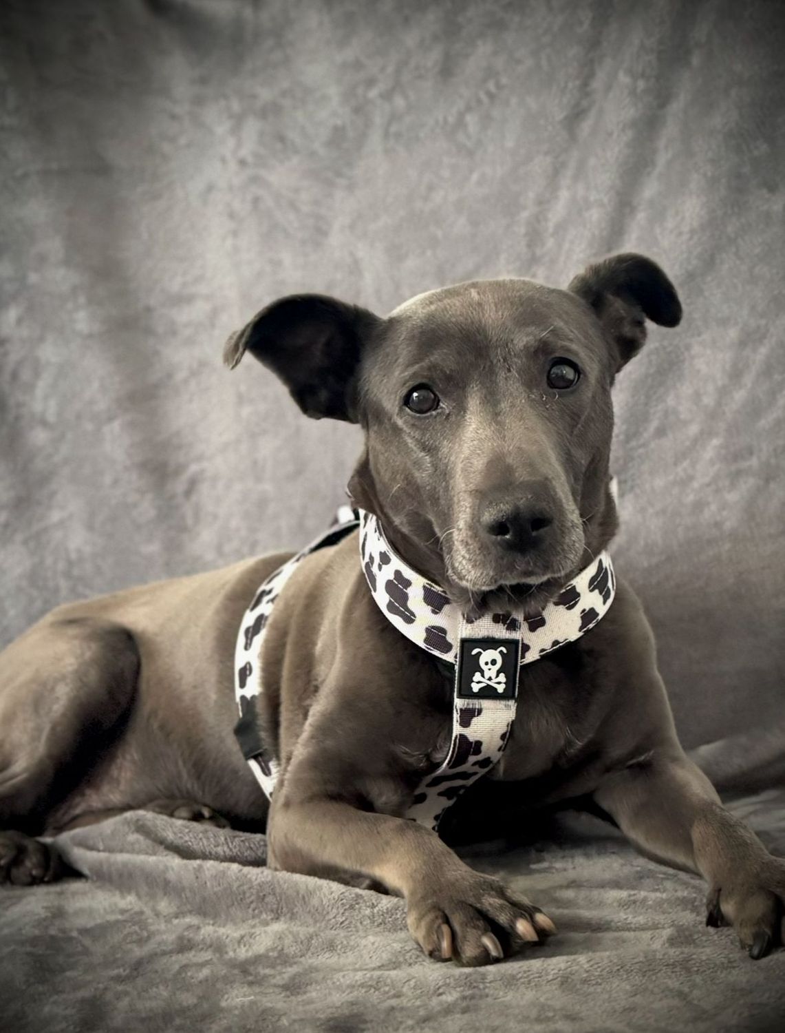 Harnas Mooh Point maat M