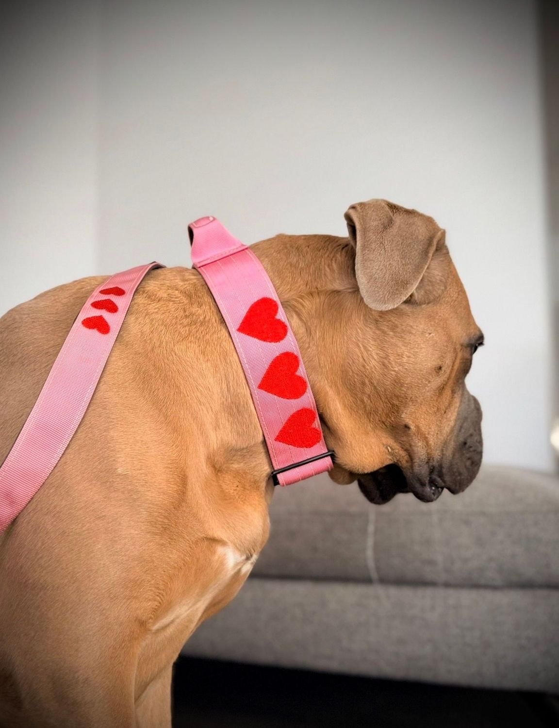 Setje Standaardlijn Heavy Duty + Halsband met handvat XL Baby Pink