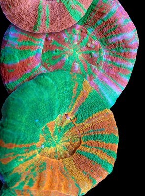 LPS Corals