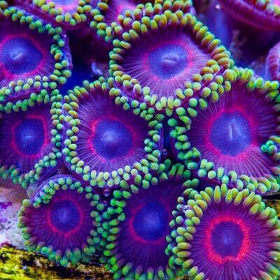 Zoas &amp; Softies