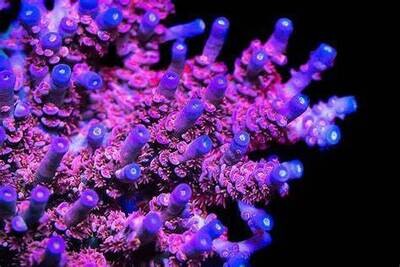 SPS Corals
