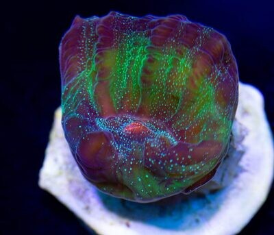 MRA Corals