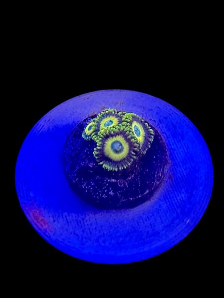 Scrambled Eggs Zoa O77