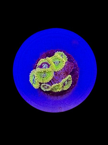 Rainbow Yoda Zoa O73